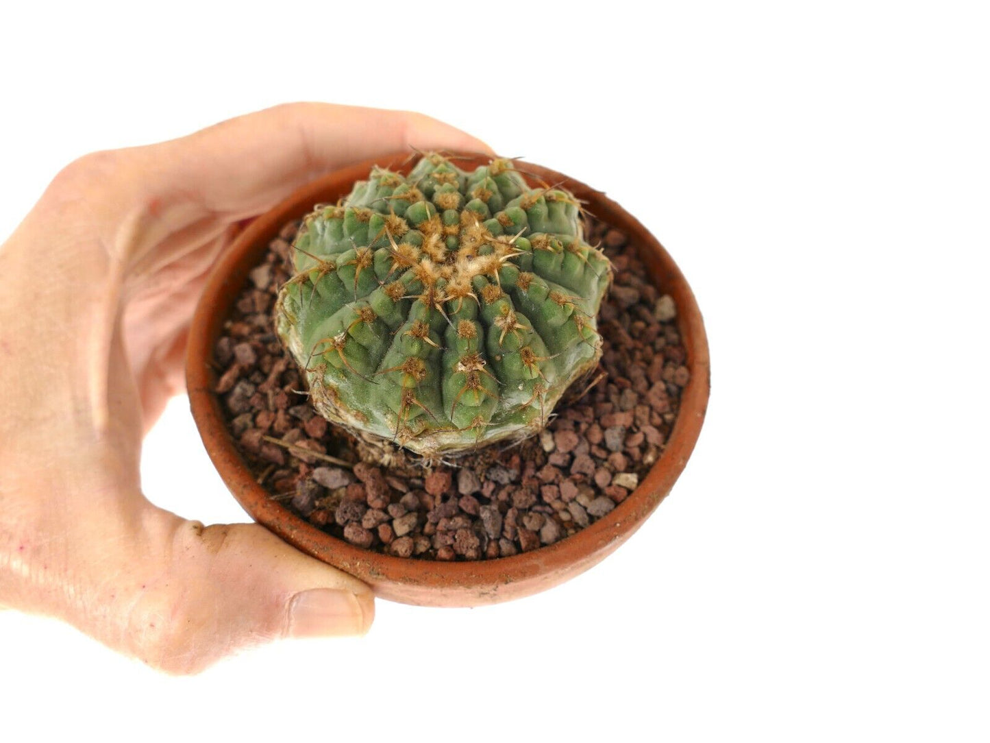 Gymnocalycium sutterianum 3H3