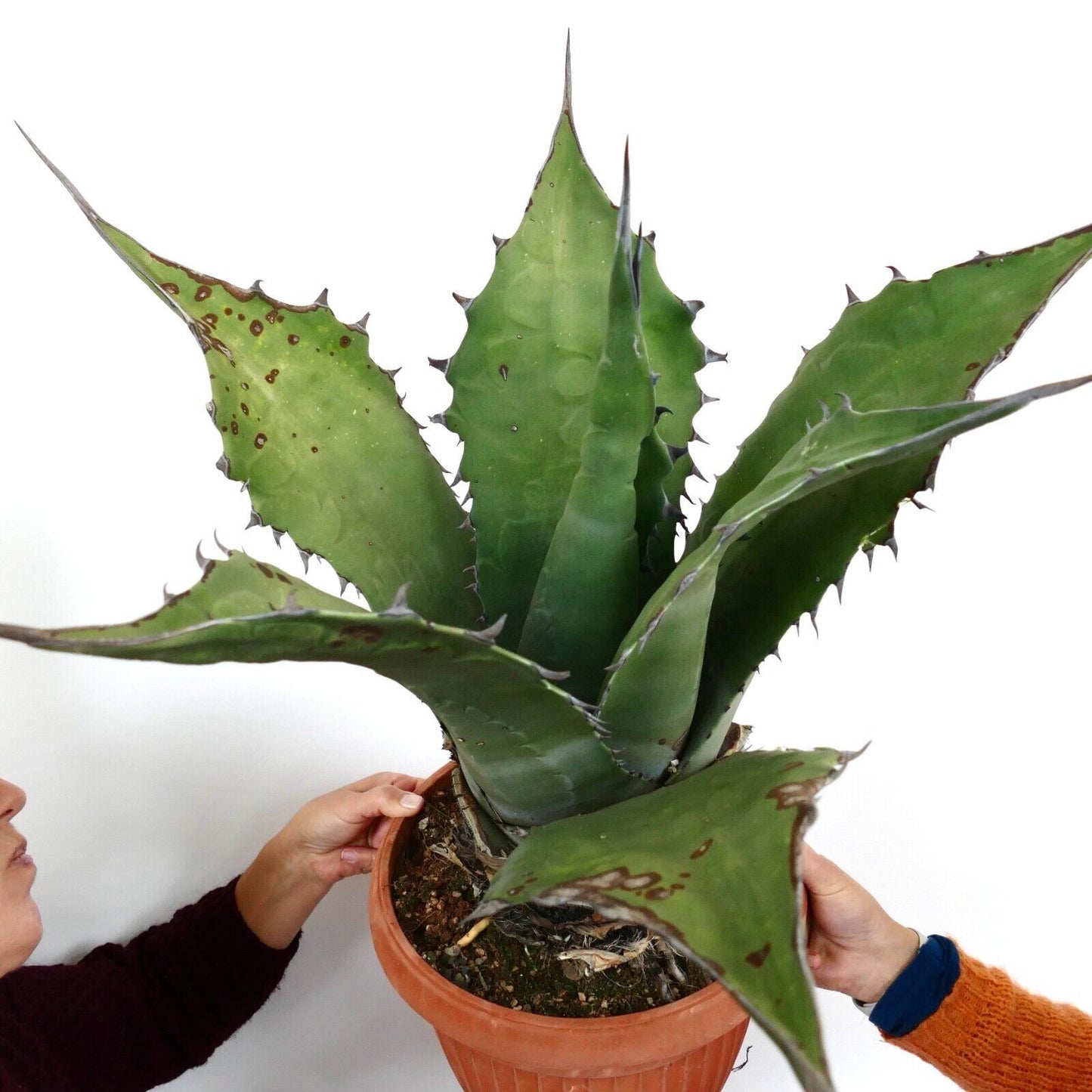 Agave ferox clone OLYMPIA (ex Van Dyck, Netherlands)