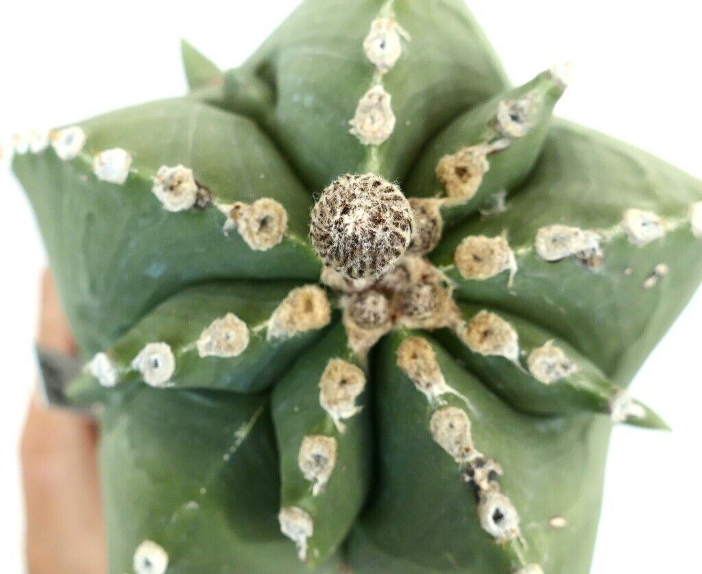 Astrophytum myiostigma HYBRID 60