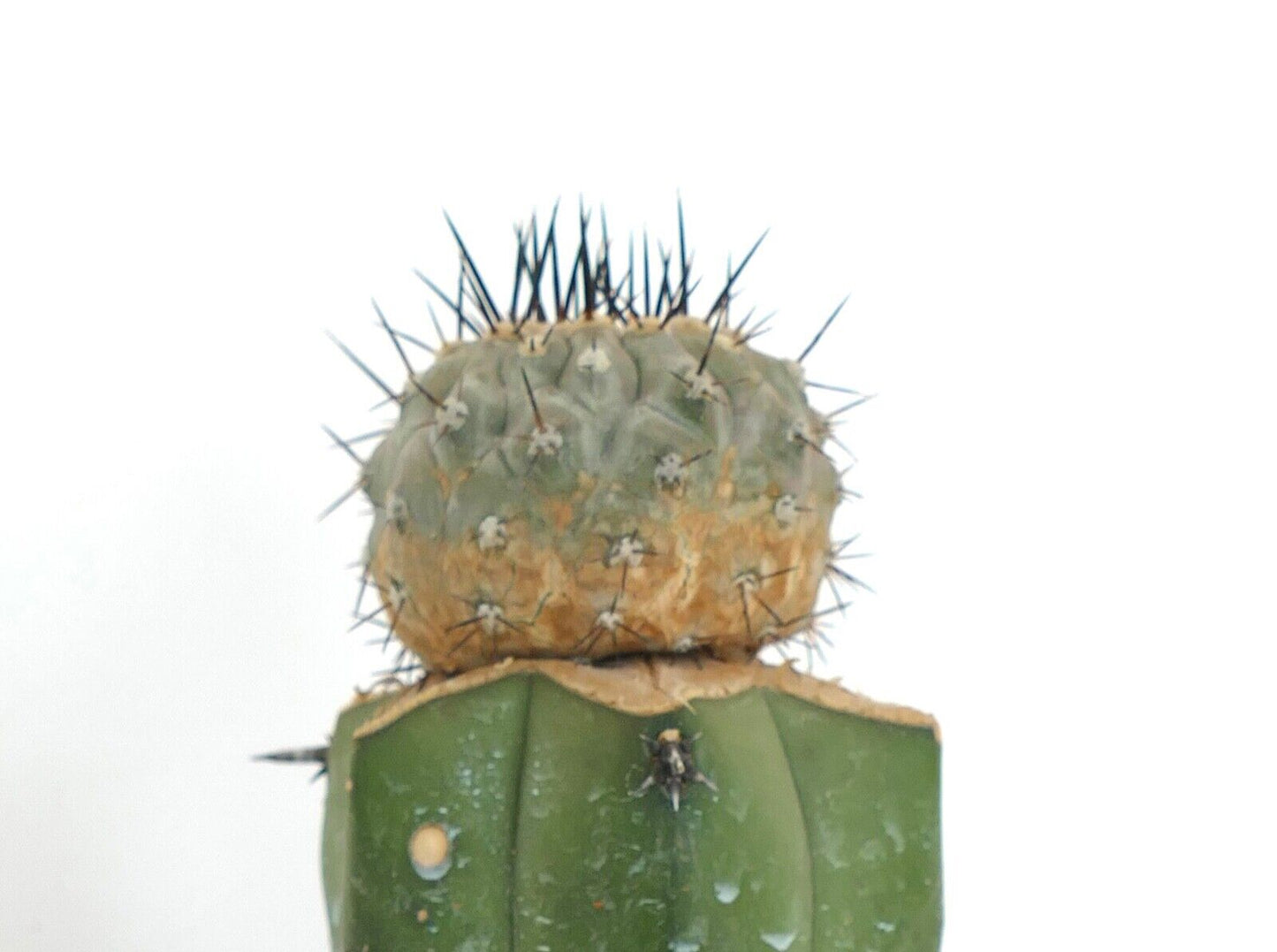 Copiapoa cinerea J675 (GRAFTED)