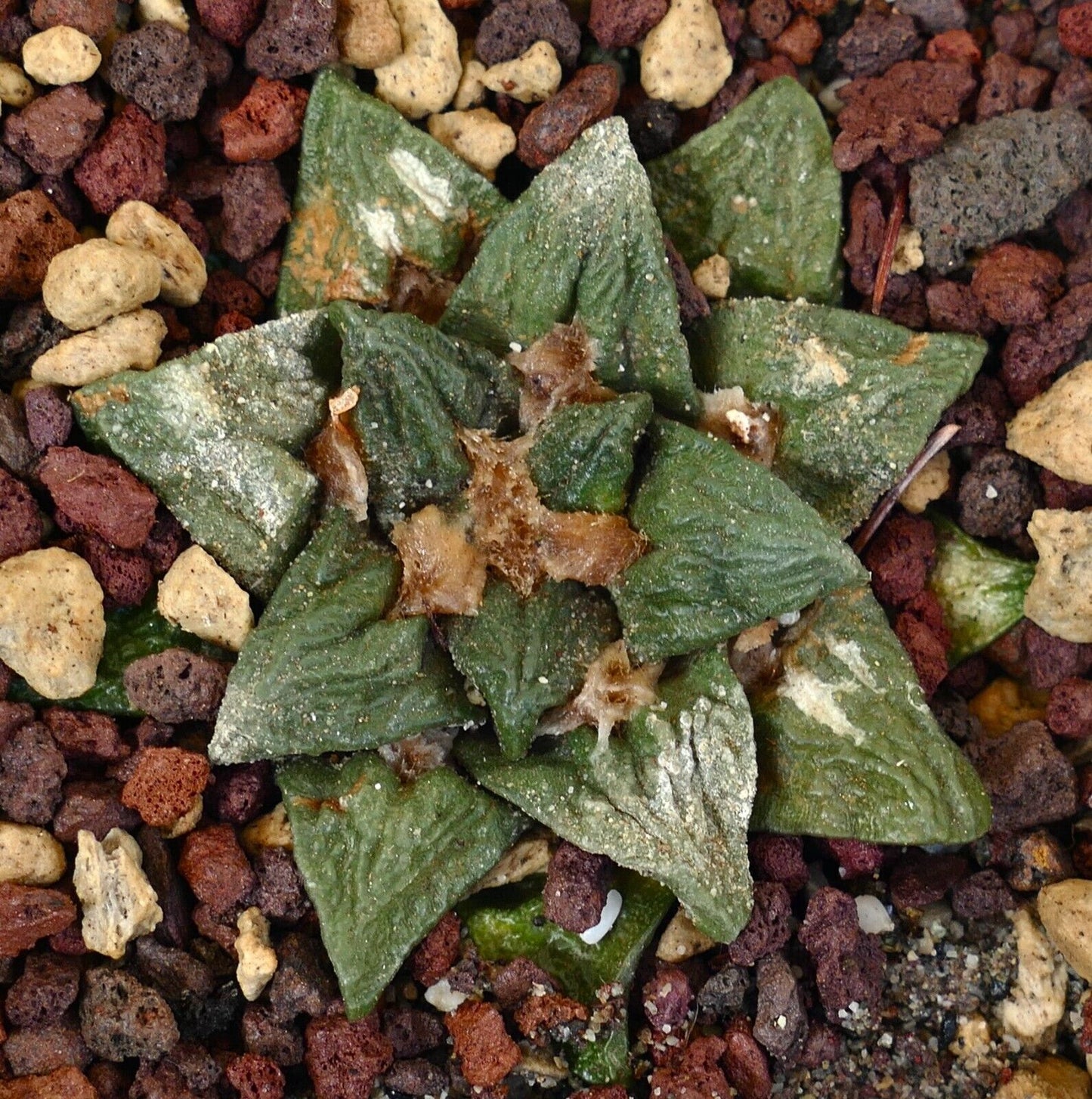 Ariocarpus bravonaus cv GODZILLA