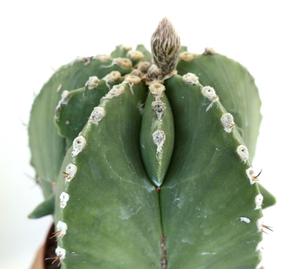 Astrophytum myiostigma HYBRID 60