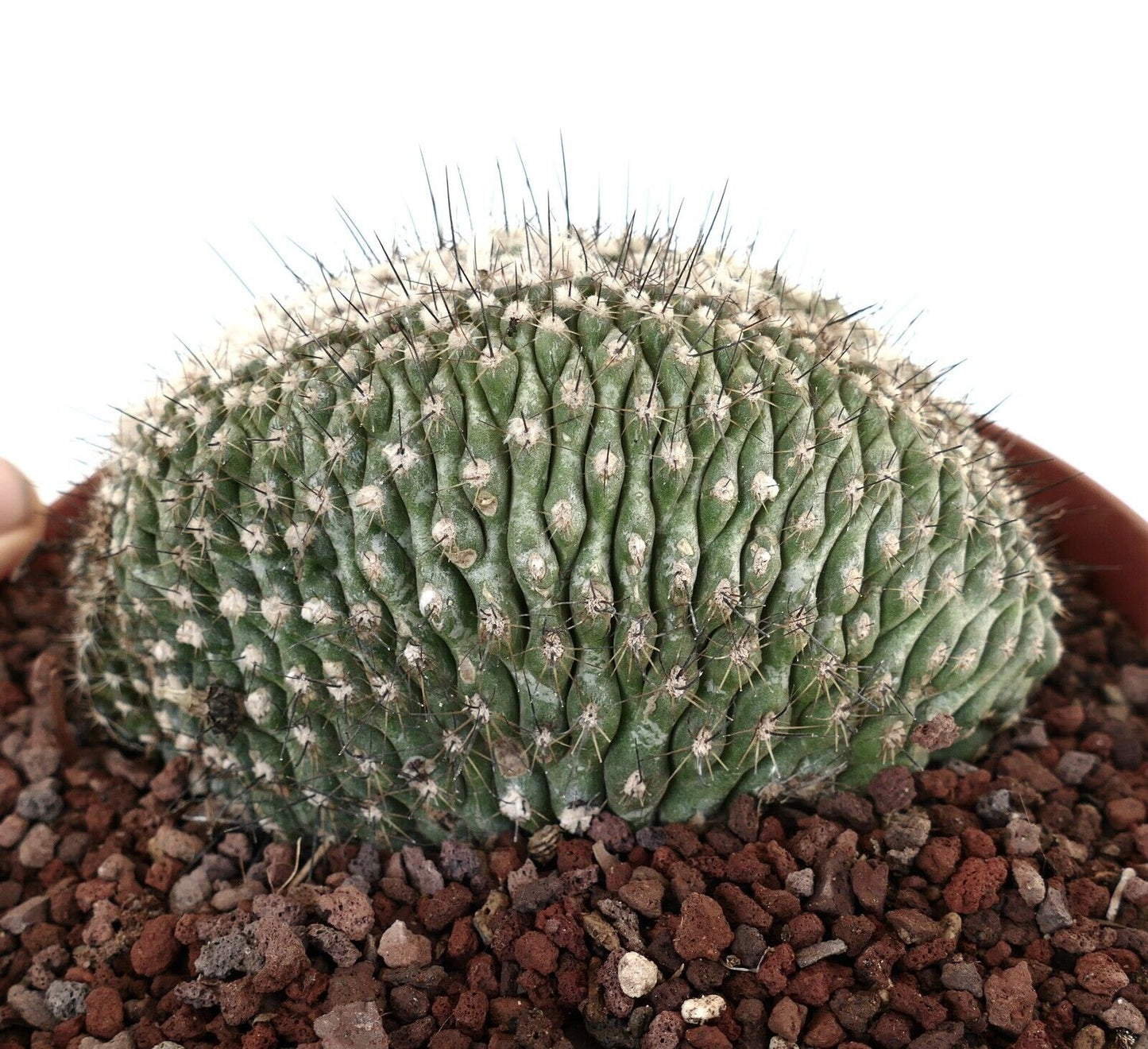 Copiapoa humilis CRESTED M16