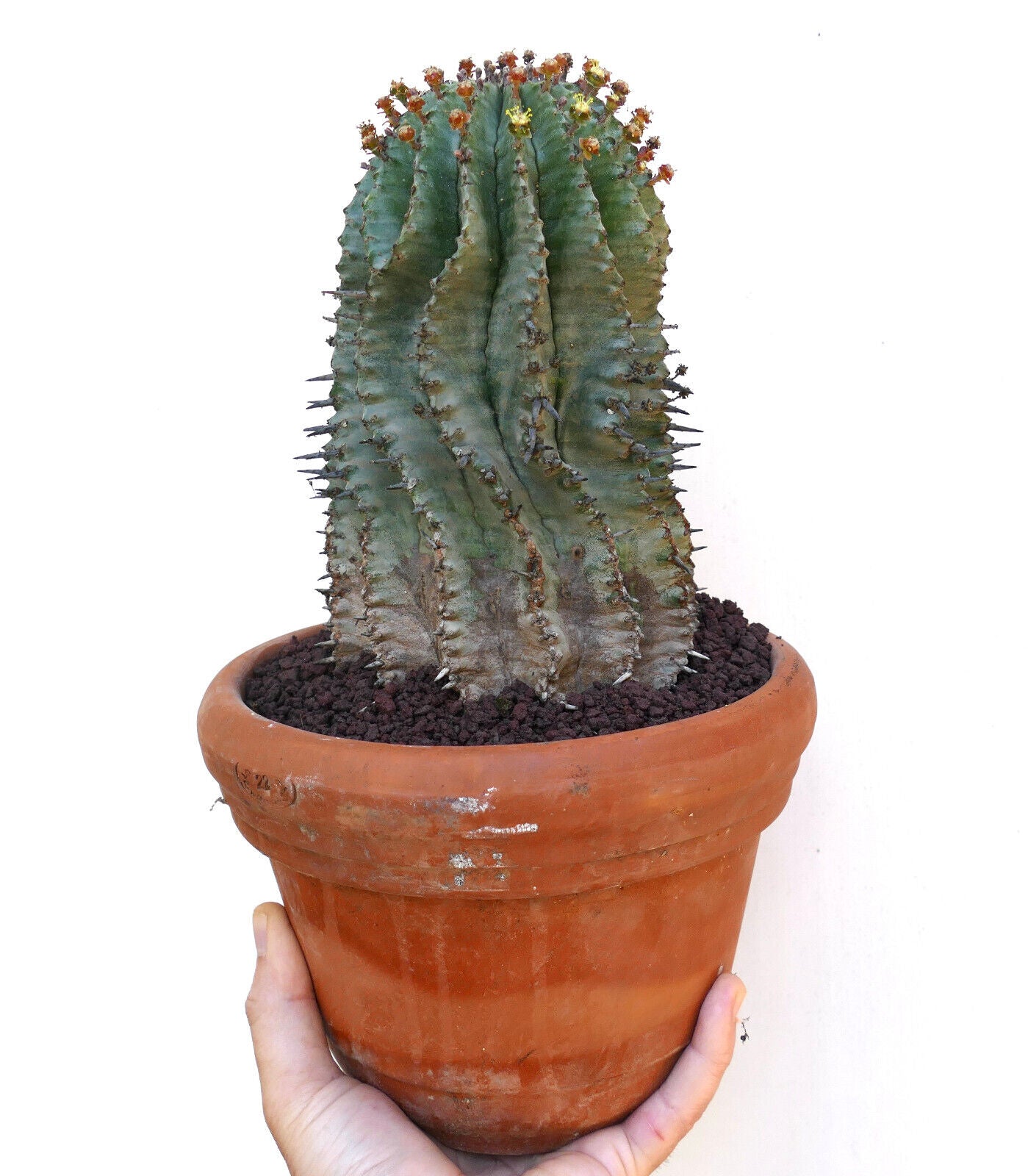 Euphorbia horrida OLD SPECIMEN ex private collection ZZ5