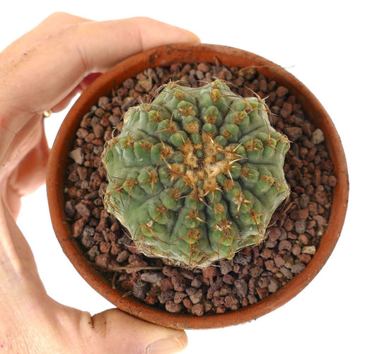 Gymnocalycium sutterianum 3H3