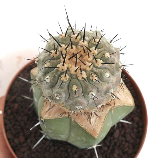 Copiapoa cinerea J675 (GRAFTED)