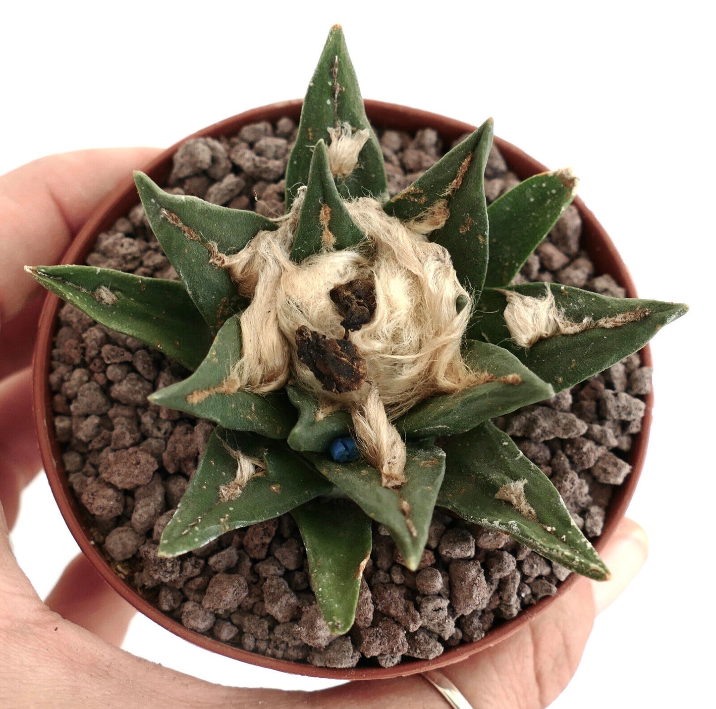 Ariocarpus kotschoubeyanus X trigons (1PIN)