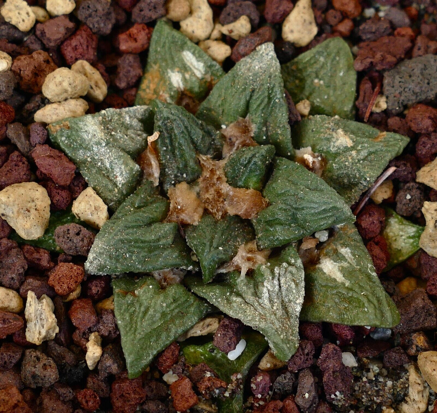 Ariocarpus bravonaus cv GODZILLA