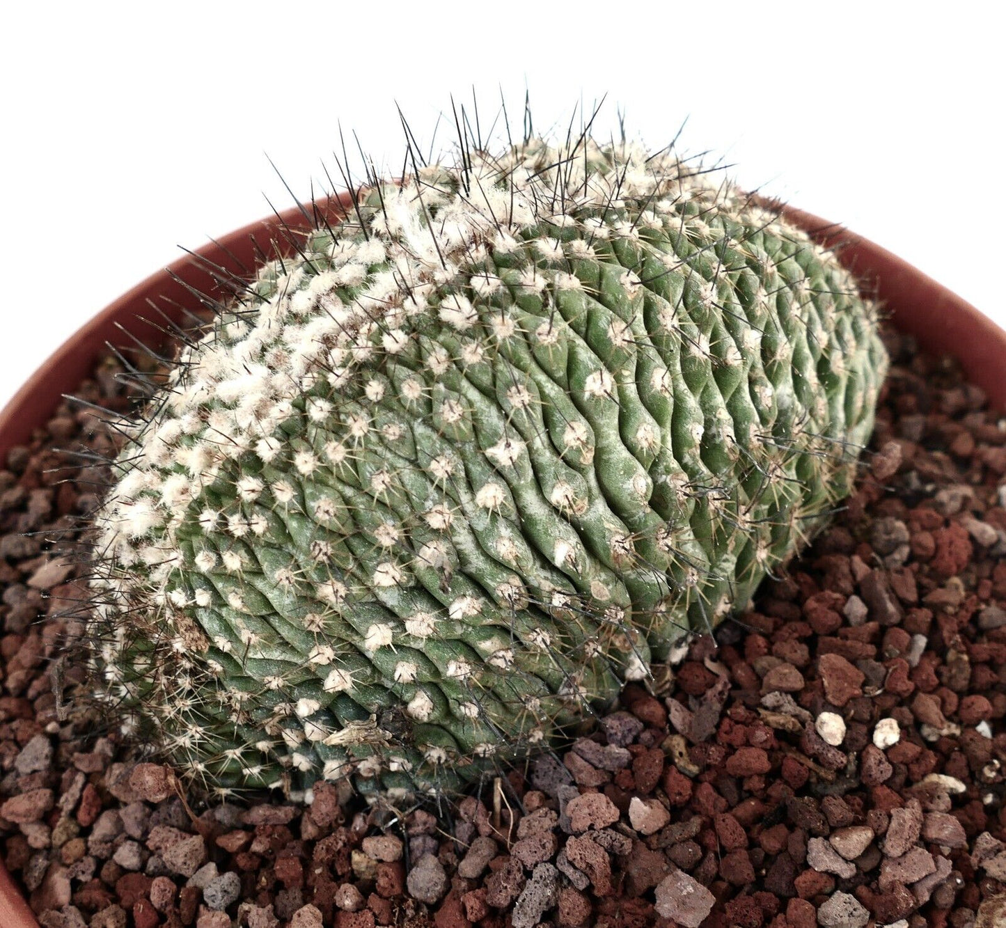 Copiapoa humilis CRESTED M16