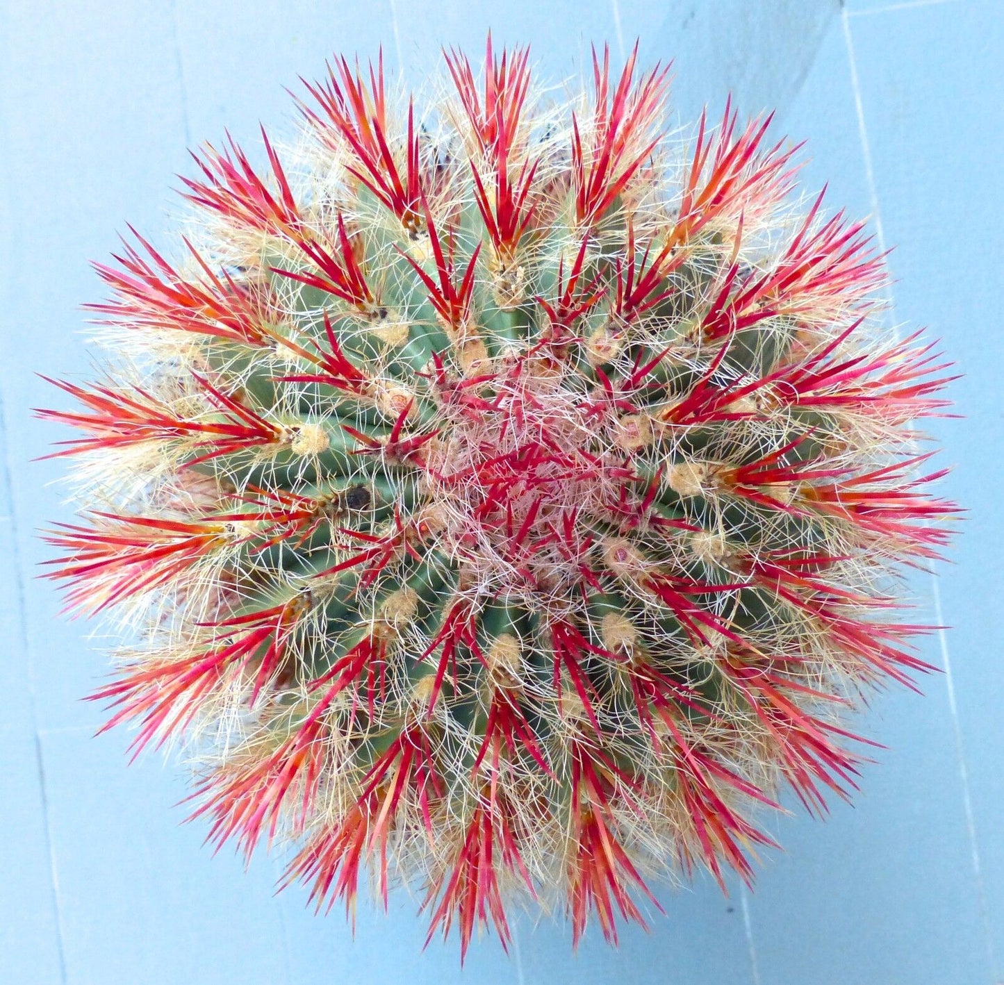 Ferocactus stainesii var. pilosus SEEDS