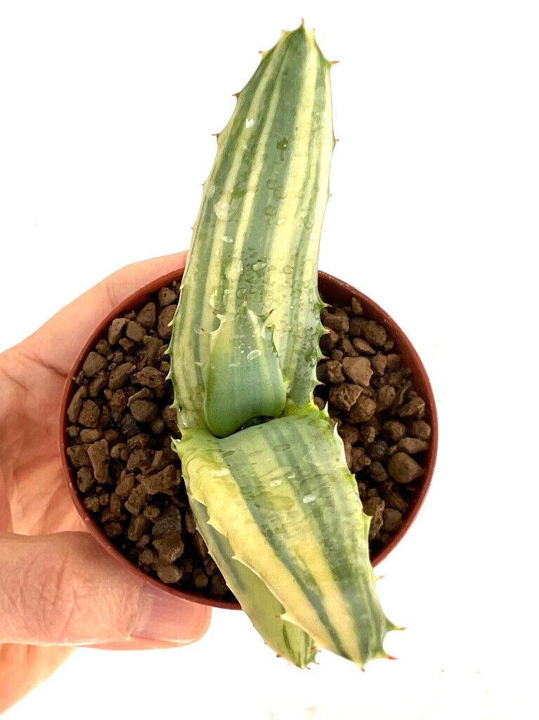 Aloe ferox var. marlothii VARIEGATED 7431