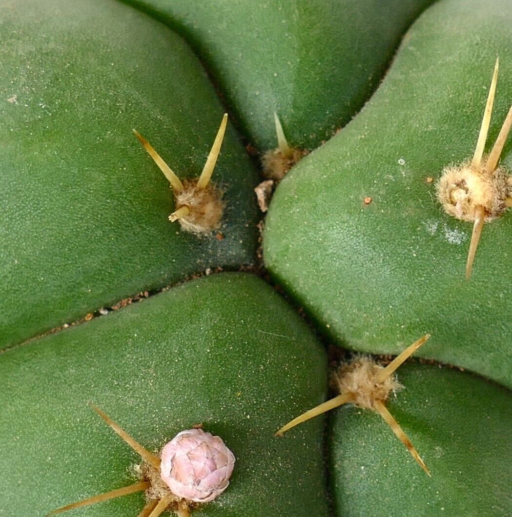 Gymnocalycium horstii A8R