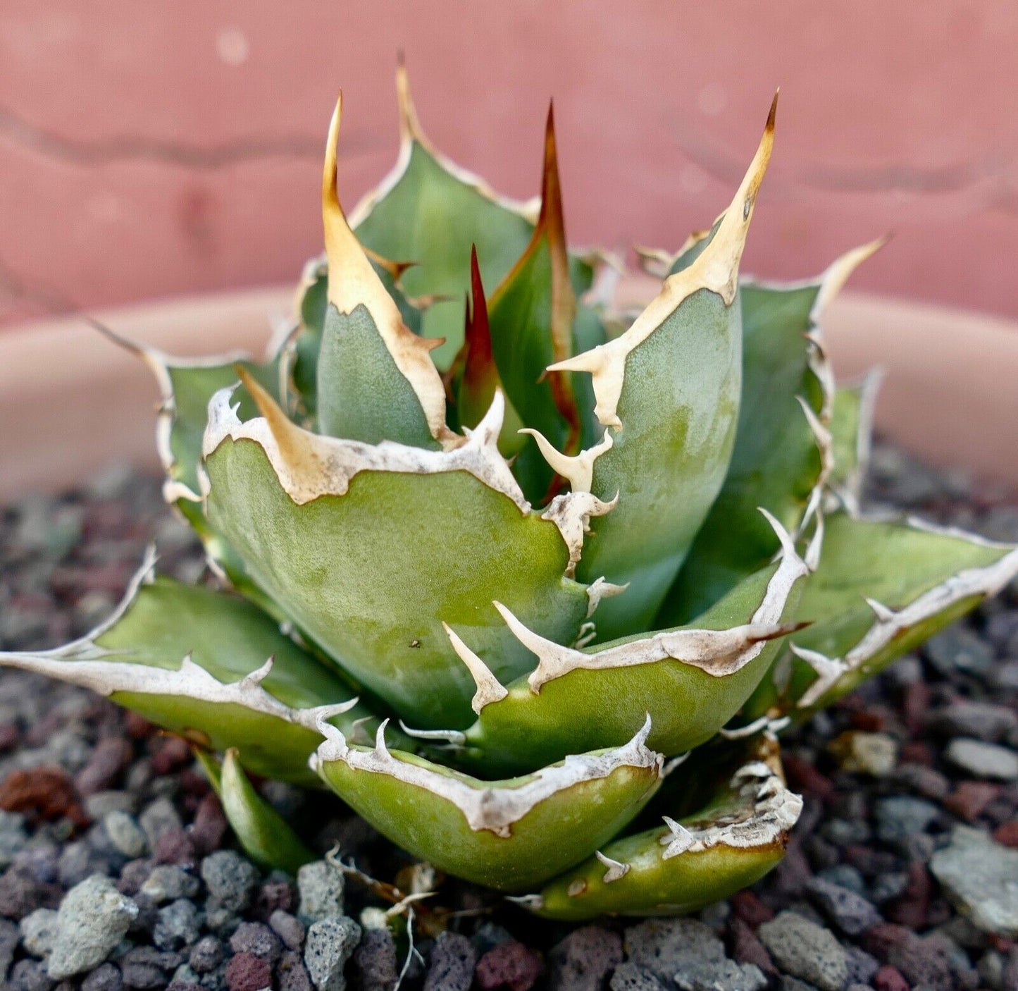 Agave titanota 973A