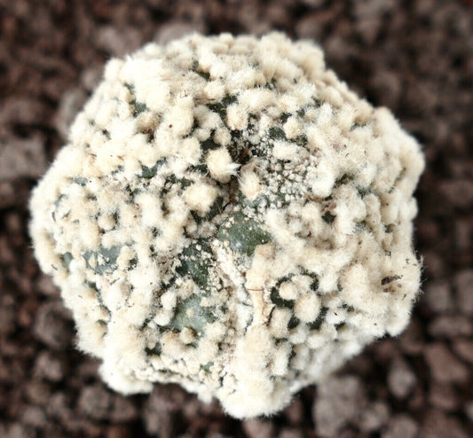 Astrophytum asterias cv HANAZONO SUPER STAR SHAPE 115