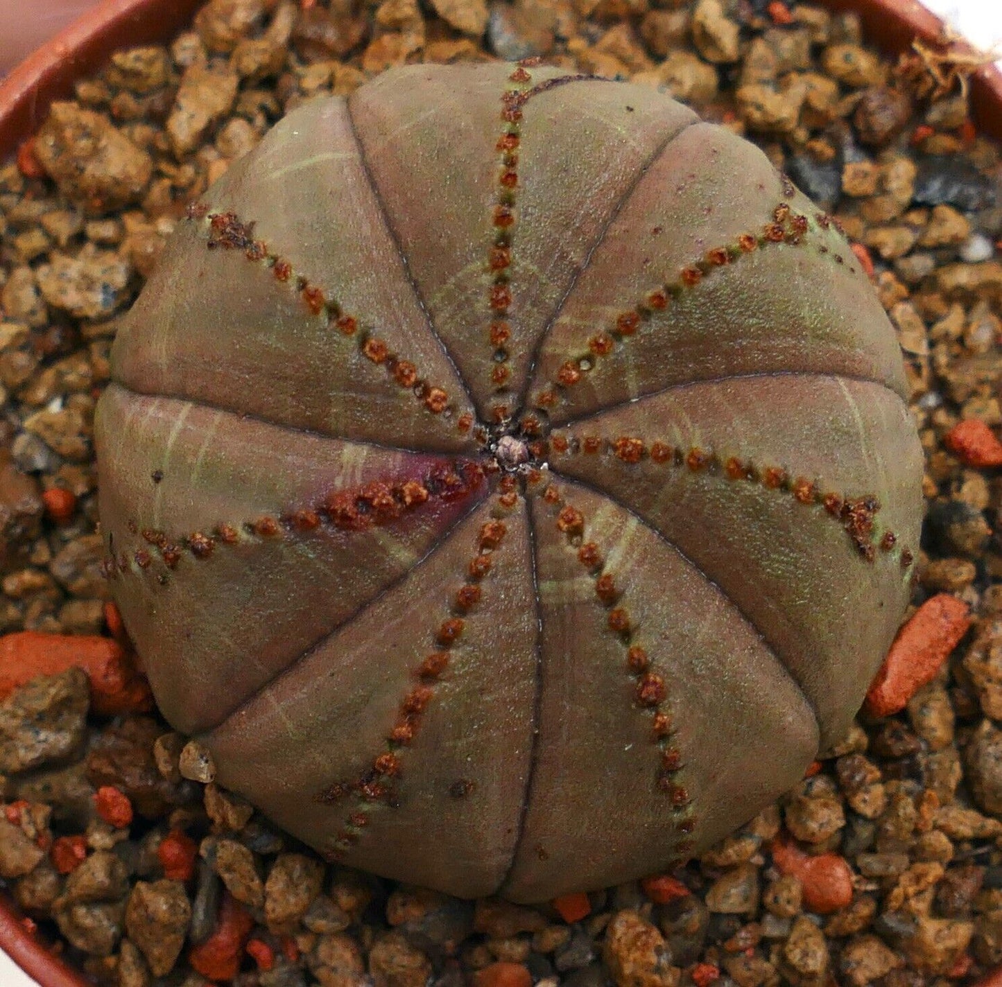 Euphorbia obesa BROWN L91