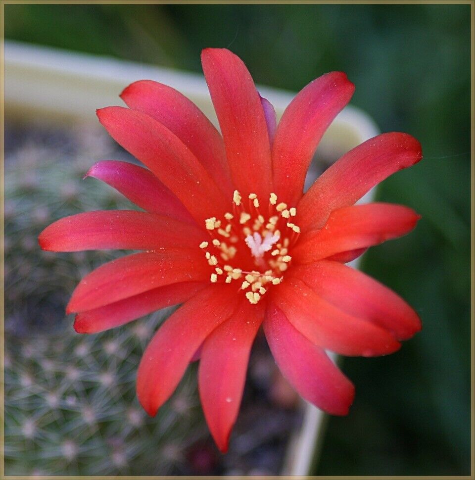 Rebutia grandiflora SEEDS