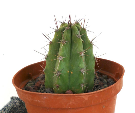 Cereus sp. south of Zipolite, Mexico SP7