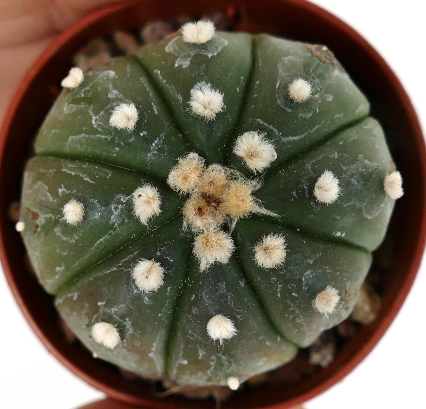 Astrophytum asterias cv OIBBO nudum 25