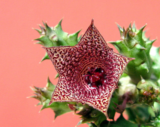 Huernia whitesloanea PVB6997 SEEDS