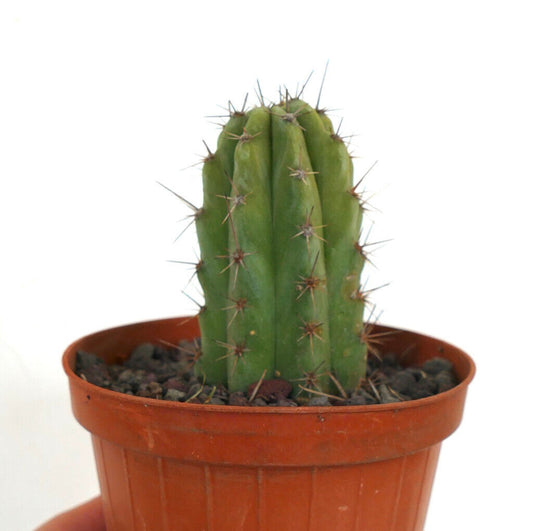 Cereus sp. south of Zipolite 973Q