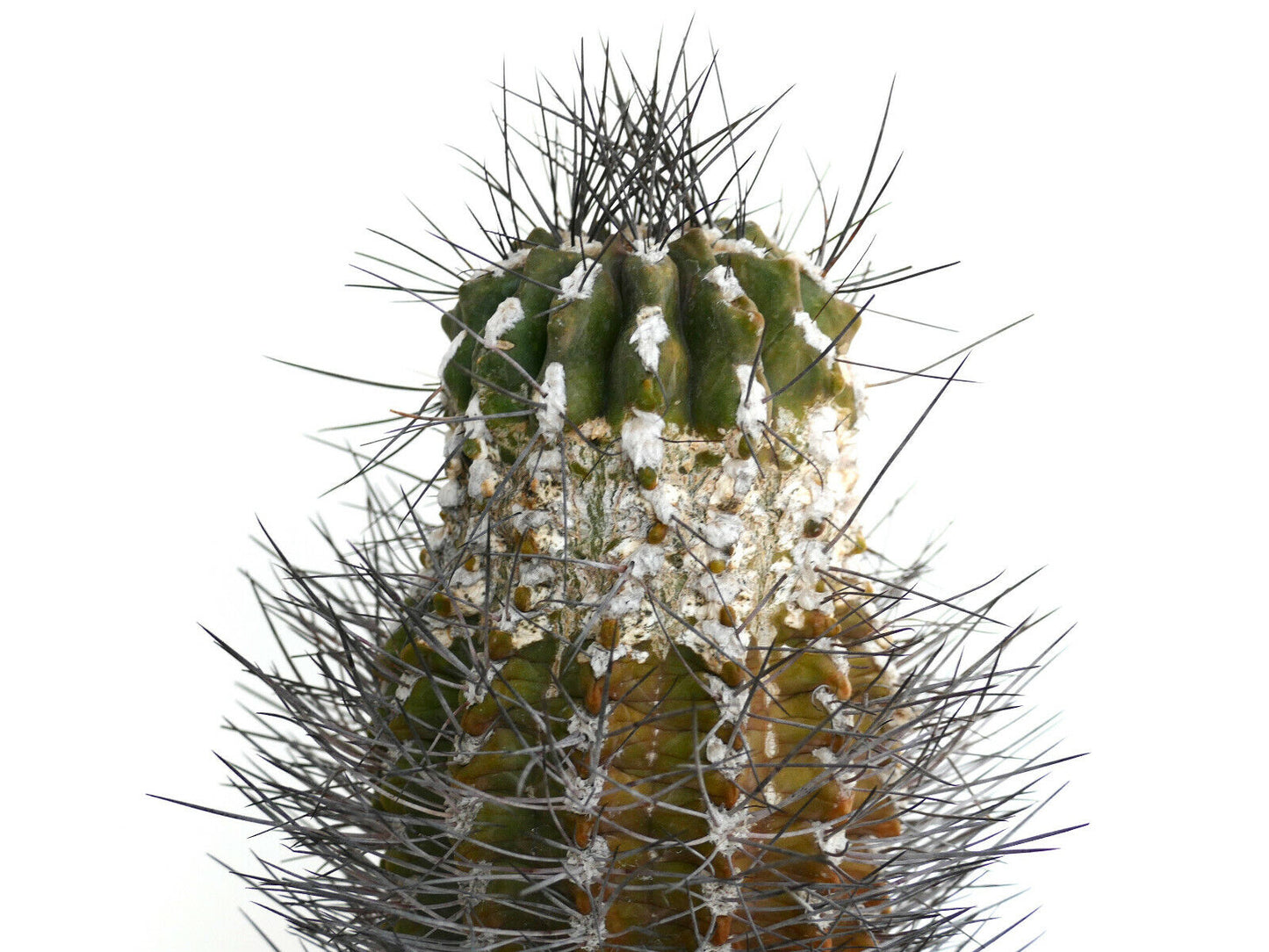 Pyrrhocactus neoankeana var. elongata AD3