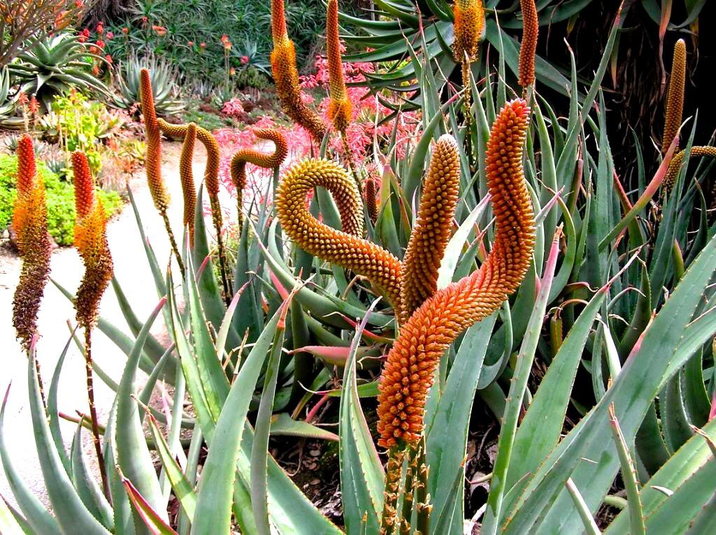 Aloe castanea SEMI