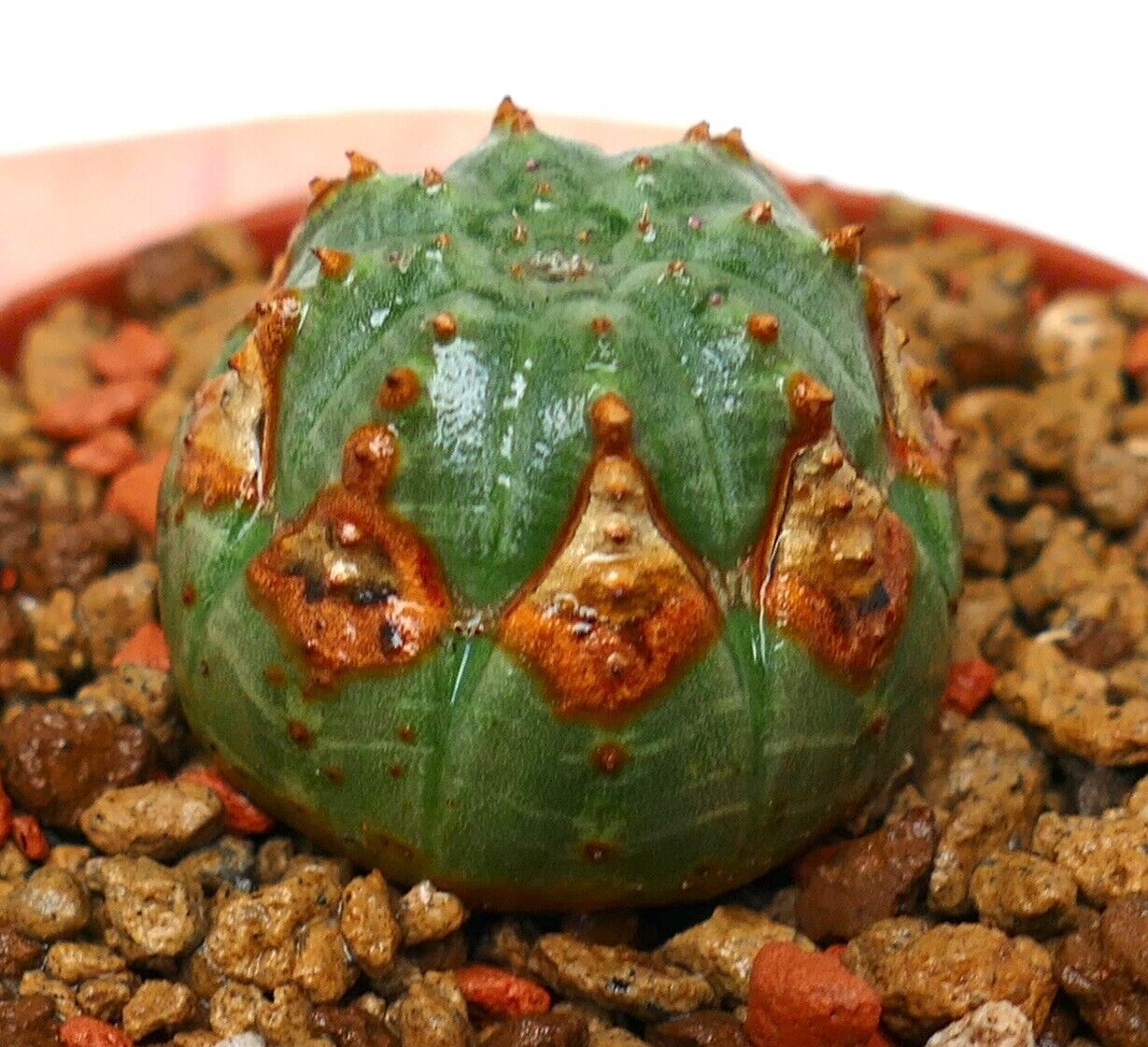 Euphorbia obesa LL800