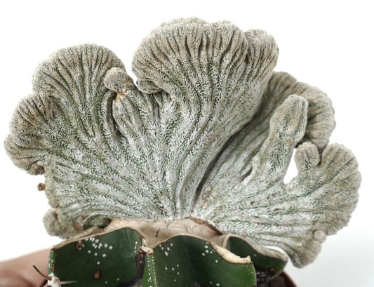 Astrophytum coahuilense THIN FORM CRESTED I7LM