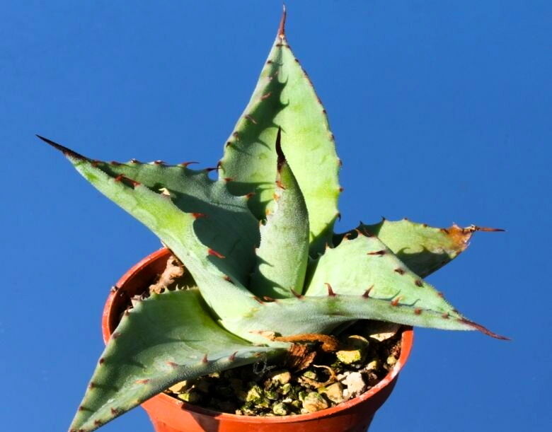 Agave vizcainoensis SEMI