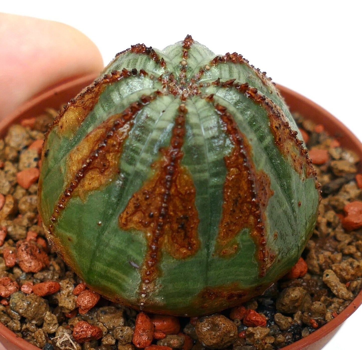 Euporbia obesa BROWN ARROW 6003