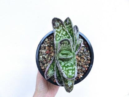 Gasteria armstrongii cv 硬い肌 (Katai hada) 3cm