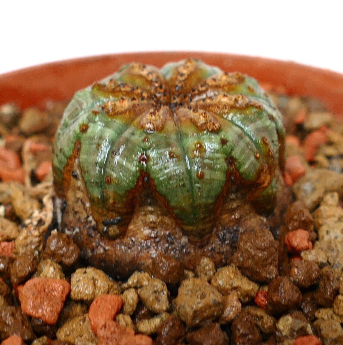 Euphorbia obesa 73M6