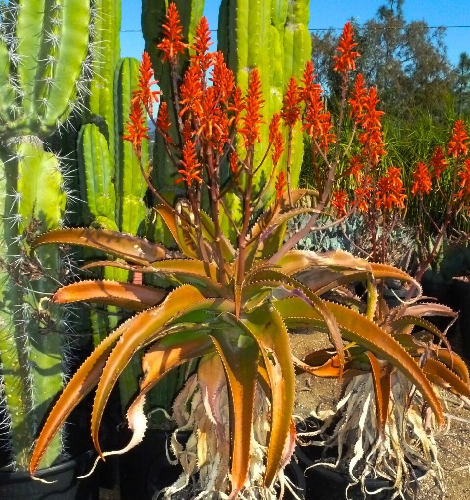 Aloe vaombe SEEDS