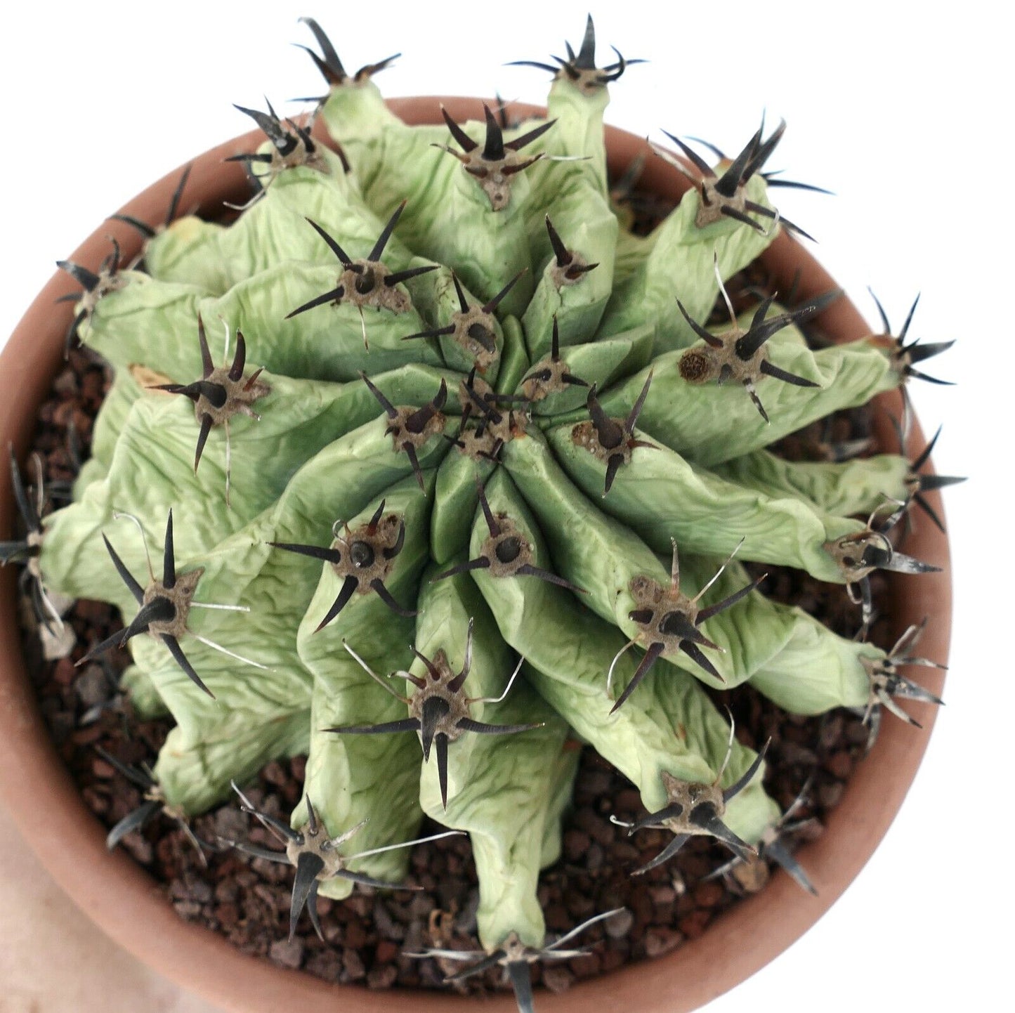 Ferocactus horridus SLIGHTLY SPIRALIS & black SPINES & light GREEN BODY QQ3