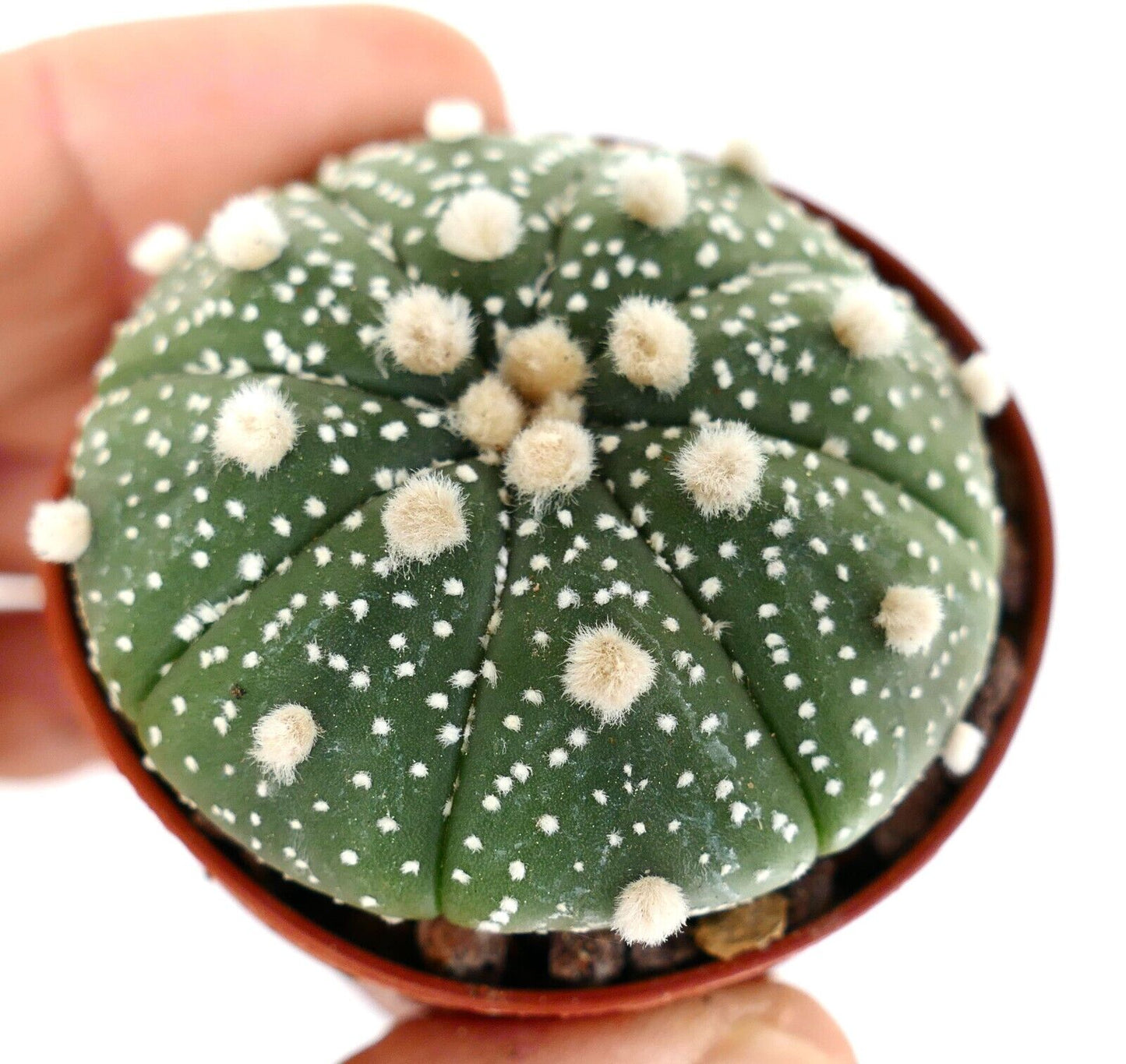 Astrophytum asterias (TAMAULIPAS, Mexico) C396