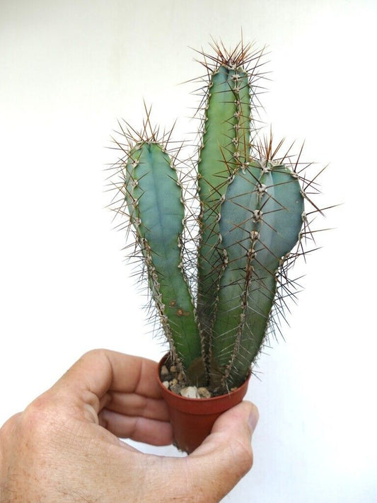 Cereus forbesii (3 PLANTS) 30TC