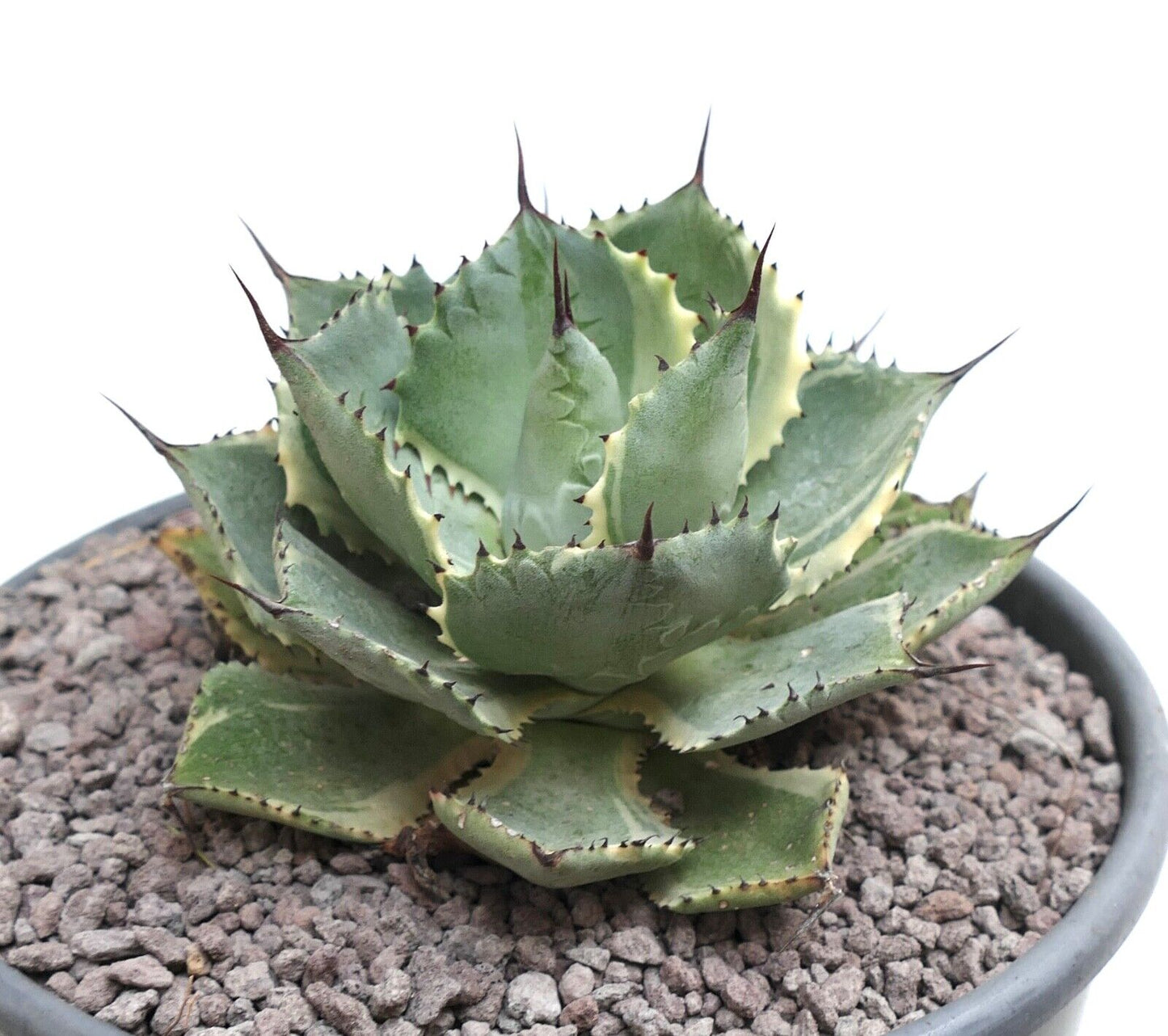 Agave isthmensis cv DELAWARE variegated ex NCS U.S.A. Y2T