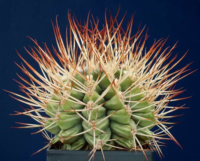 Gymnocalycium pungens SEEDS