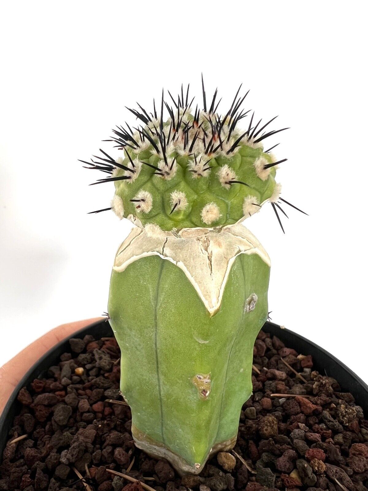 Copiapoa cinerea X serpentisulacata C3B