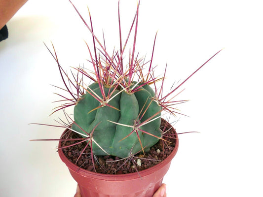 Ferocactus rectispinus 28A