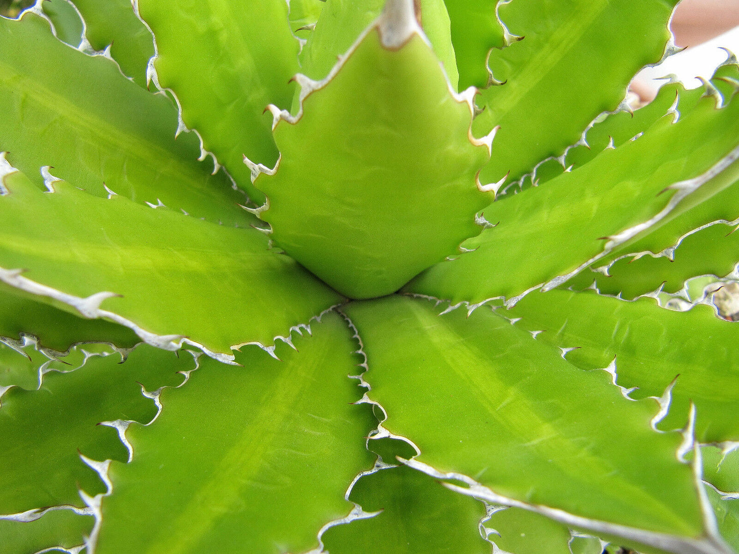 Agave obscura SEMI