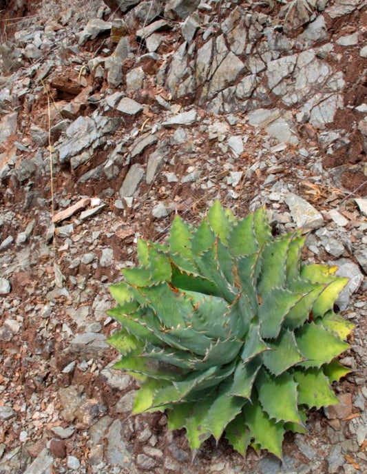 Agave nussaviorum SEEDS