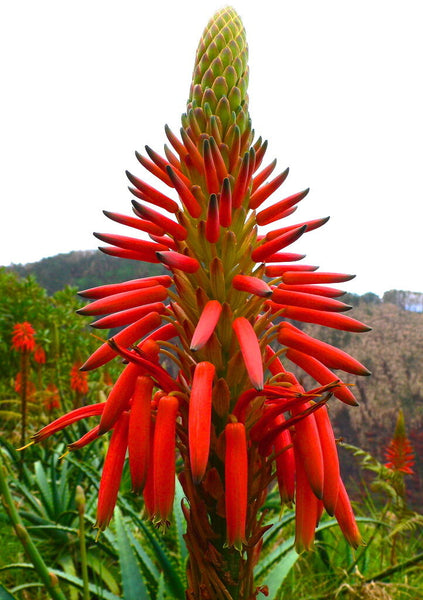 elmas bio aloe arborescens Aloe arborescens SEEDS