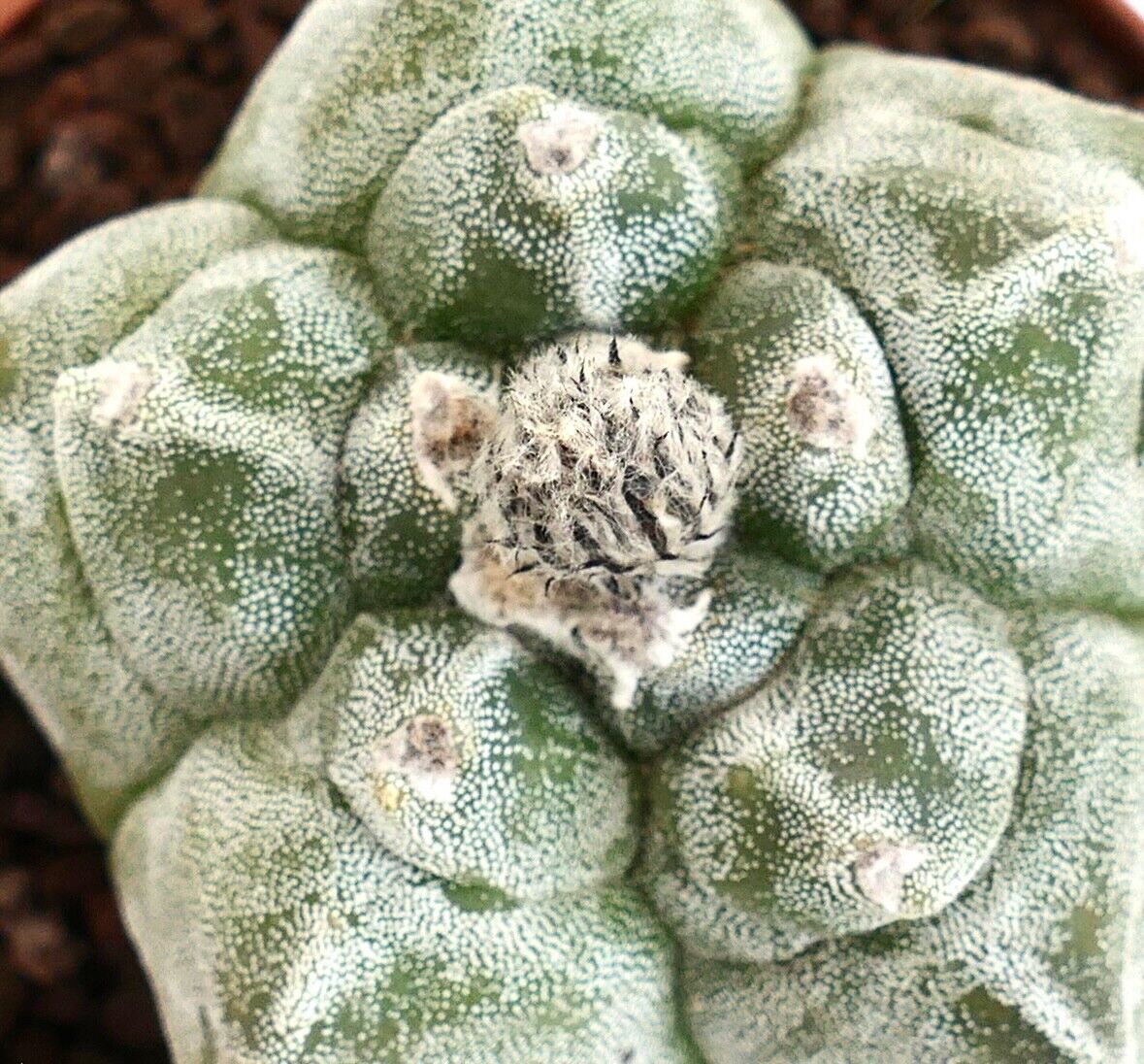 Astrophytum KIKKO SWAROVSKI PUNCTINATUM own roots PP/