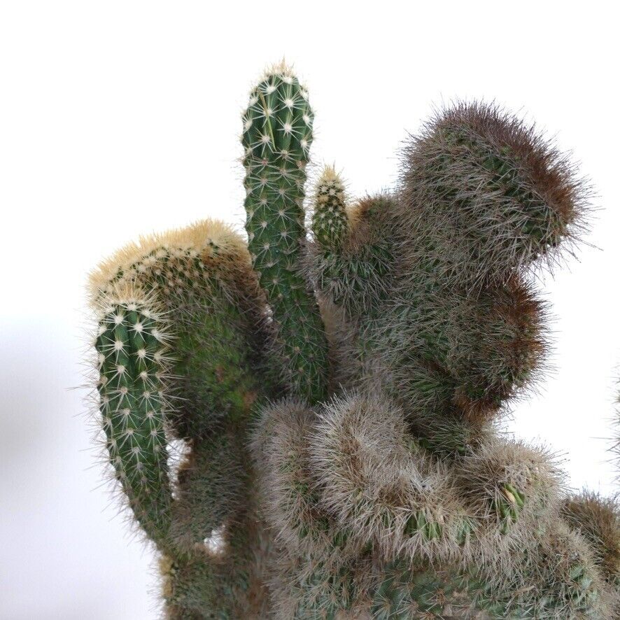 Pachycereus pringlei CRESTED & NORMAL shape N23