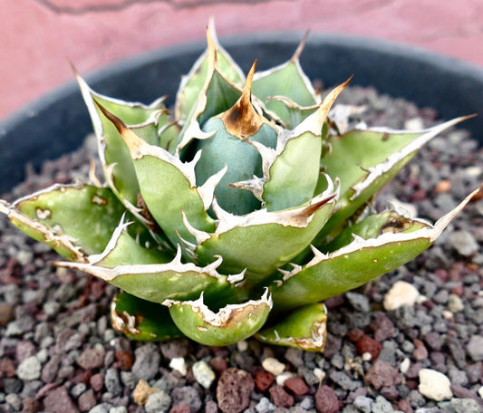 Agave titanota clone PANCOTTI 3BA