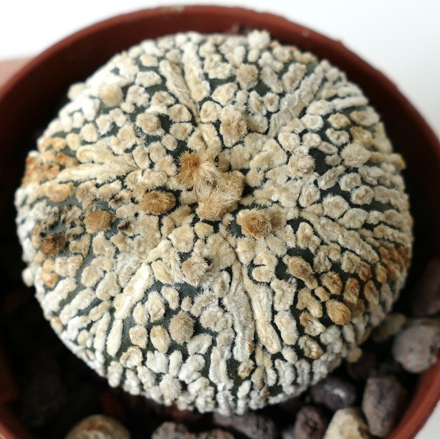 Astrophytum asterias cv SUPERKABUTO 110