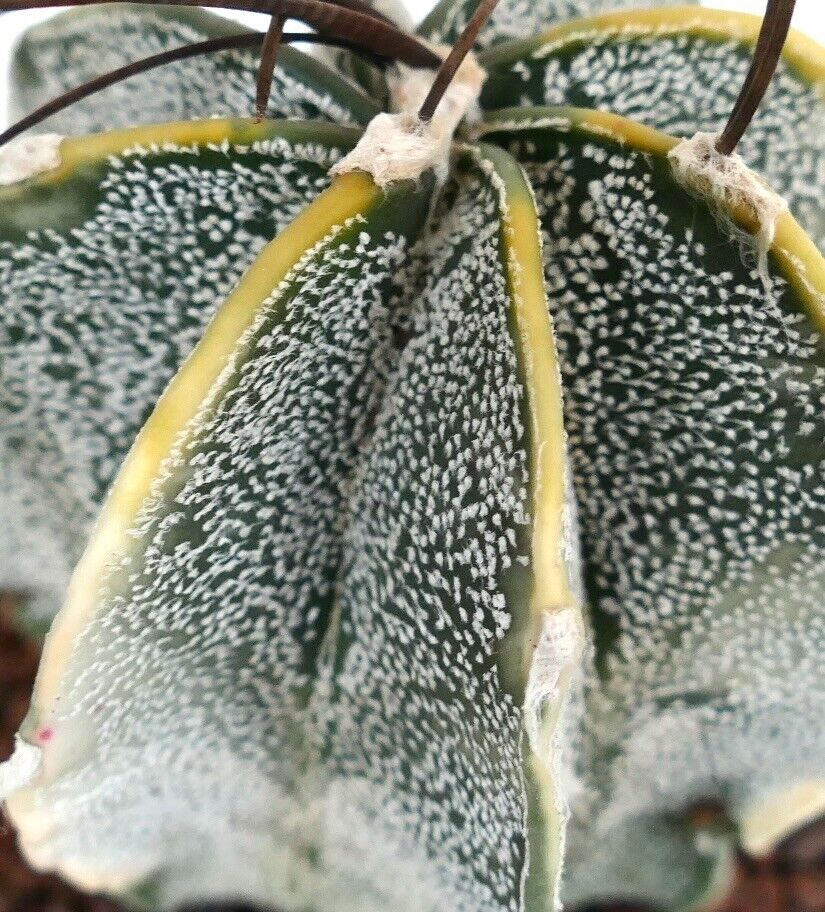 Astrophytum capricorne crassispinum YELLOW WHITE VARIEGATED TL4