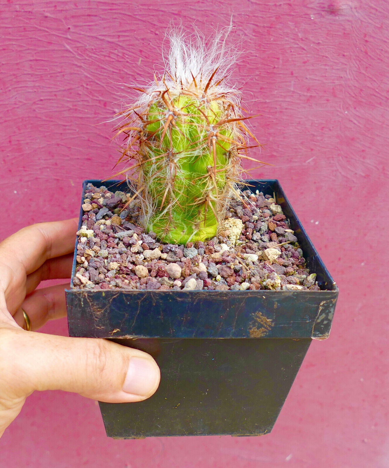 Oreocereus arboreus SUPER SPINES T8