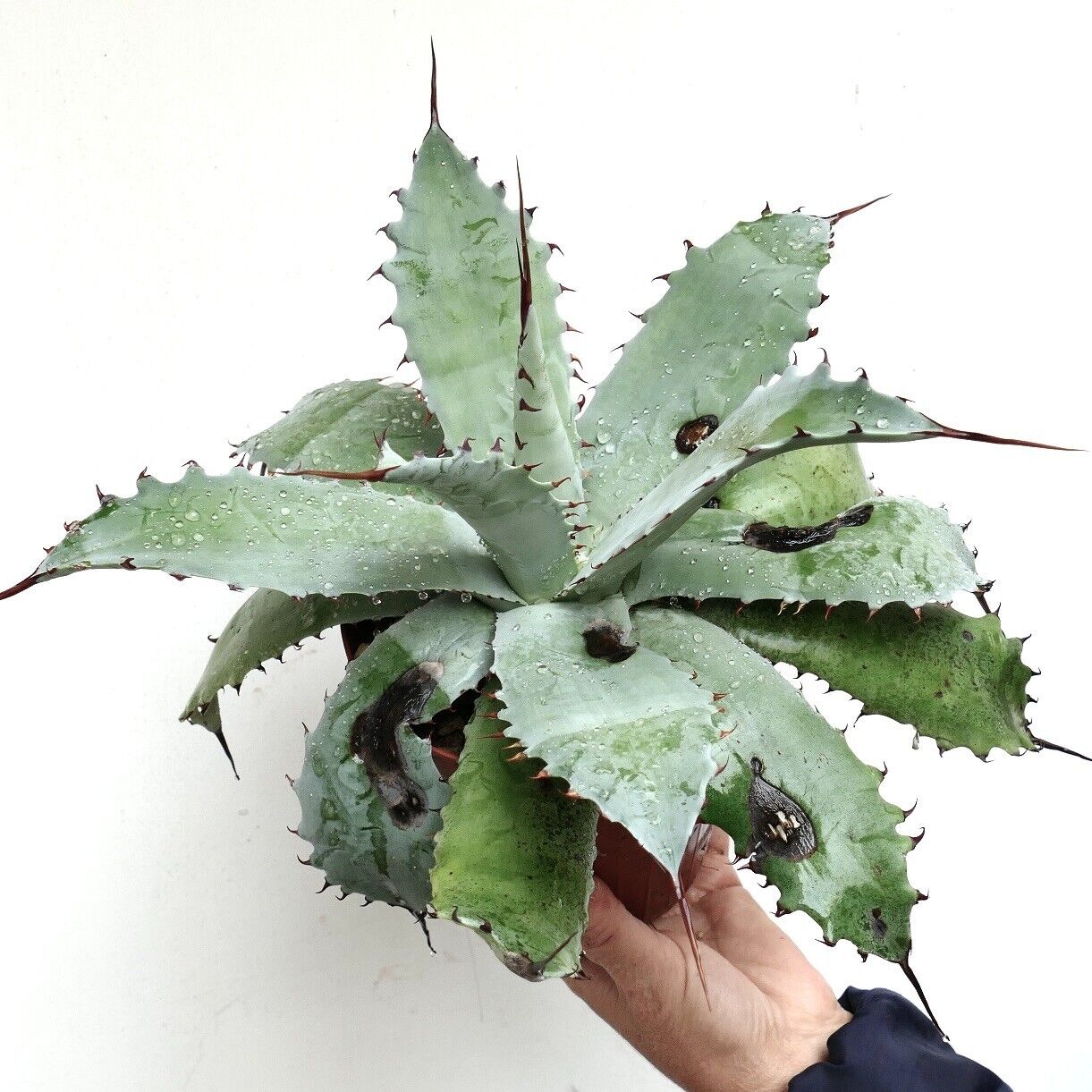 Agave verschaffeltii X Agave utahensis GREY (by Corsi) LONG FINAL SPINES 400Y